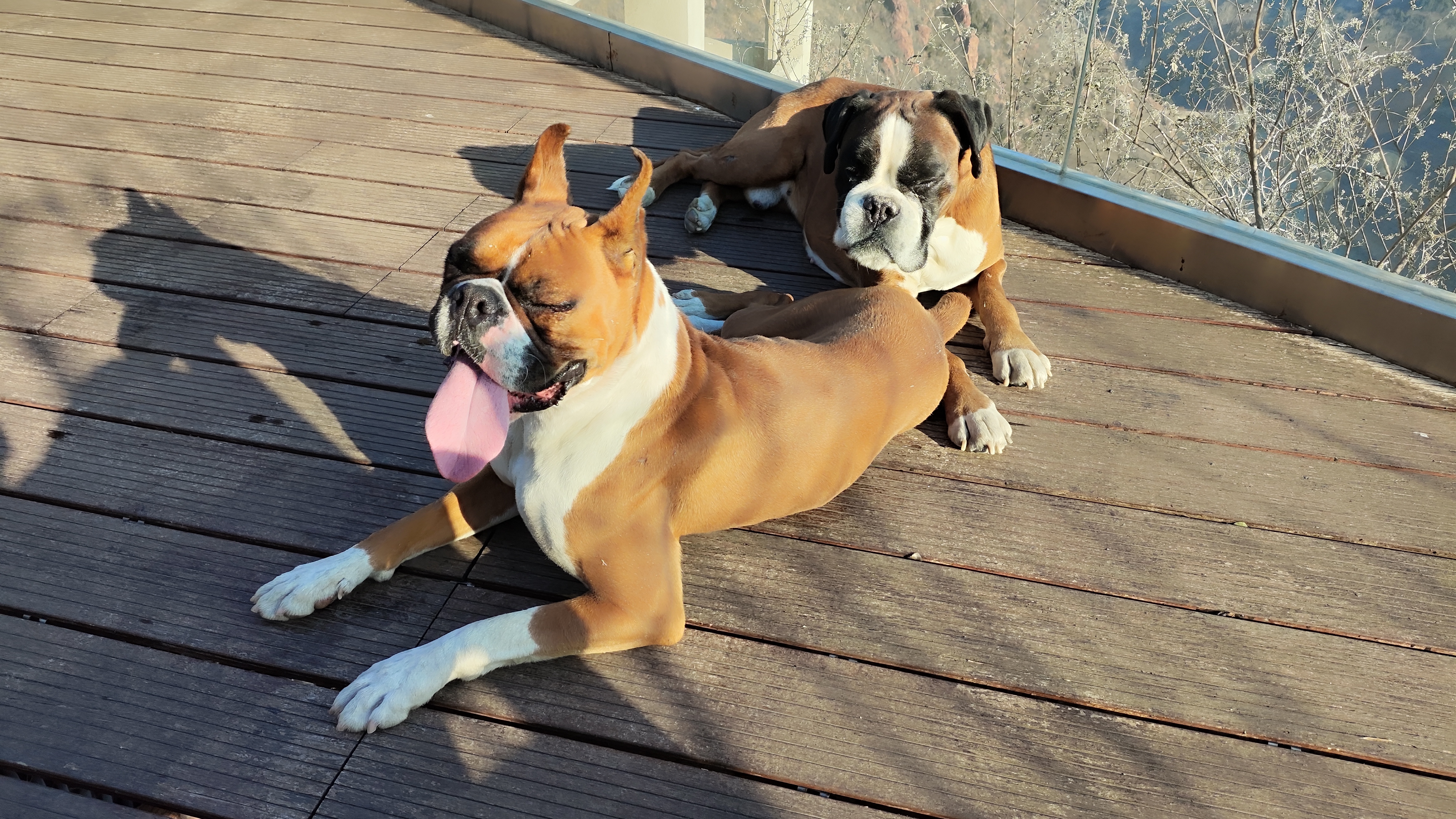家养纯正拳师犬幼犬